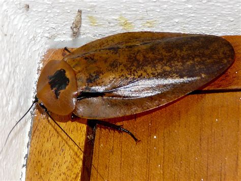 What is the world's biggest cockroach?