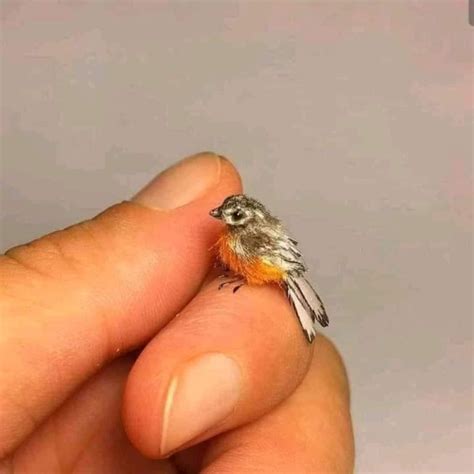 What is the worlds smallest bird in the world?