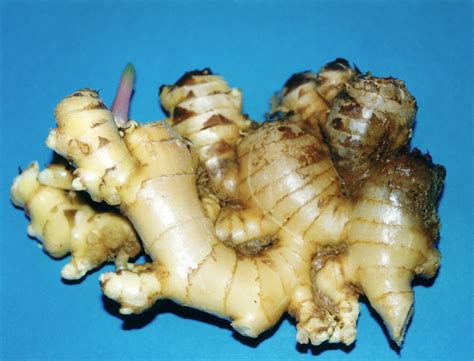 What is the yellow disease in ginger?