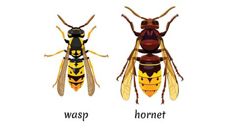 What is the yellow jacket wasp enemy?