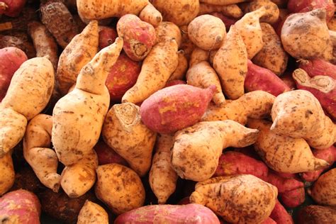 What is the yield of sweet potatoes?