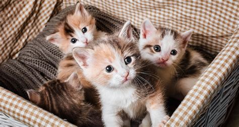 What is the youngest a cat can have a litter?