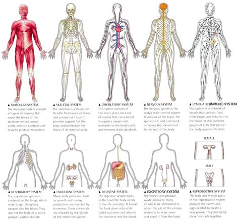 What is there 12 of in the body?