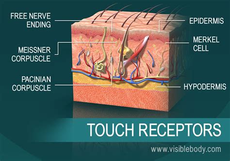 What is touch sensory?