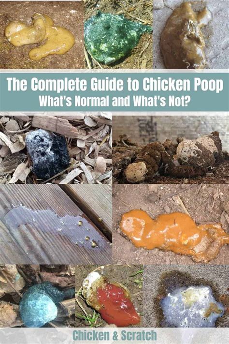 What is toxic in chicken poop?