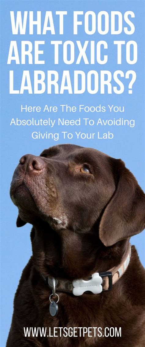 What is toxic to Labradors?