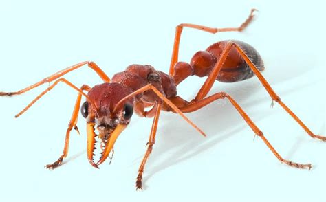 What is toxic to ants?