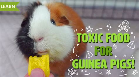 What is toxic to guinea pigs?