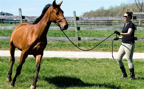 What is traditional horse training?