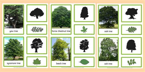 What is tree matching?