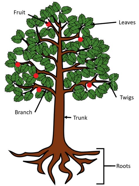 What is trunk function?