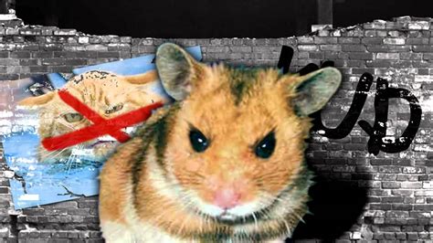 What is unsafe for hamsters?