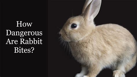 What is unsafe for rabbits?