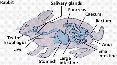 What is unusual about a rabbits digestive system?