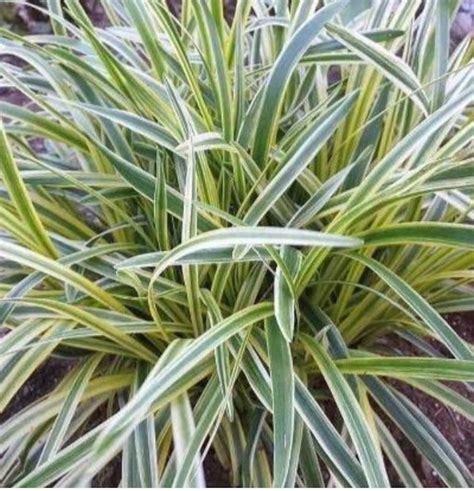 What is variegated monkey grass?