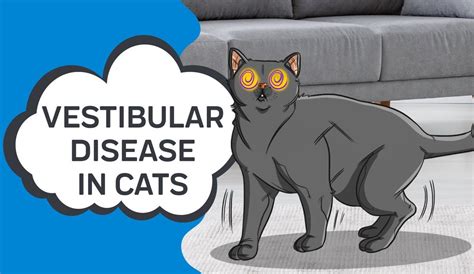 What is vestibular disease in cats?