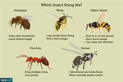 What is worse bee or wasp sting?