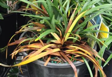 What is wrong with the Liriope plant?