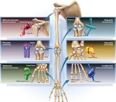 What joints are the weakest?