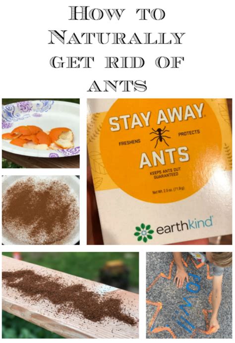 What keeps ants away naturally?