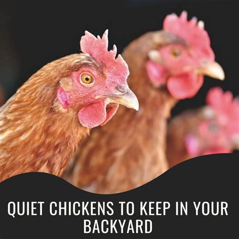 What keeps chickens quiet?