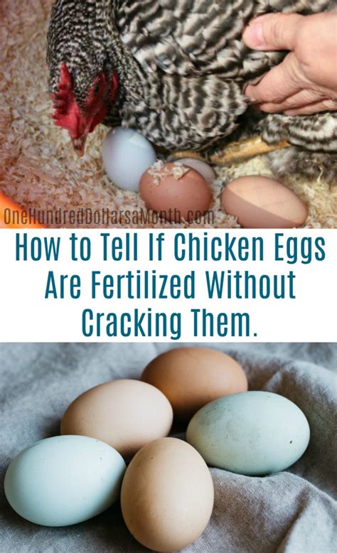 What keeps eating my chicken eggs?