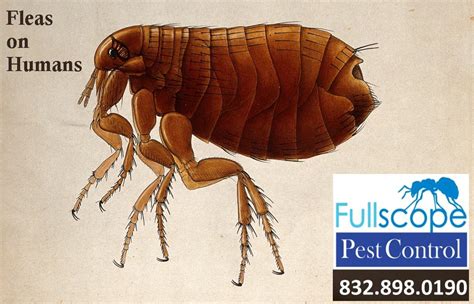 What keeps fleas off humans?