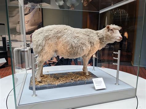 What killed Dolly the sheep?