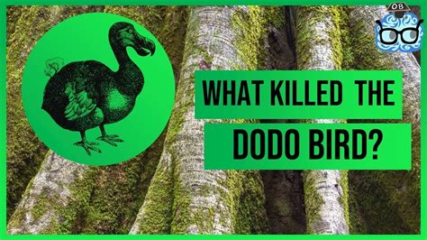 What killed the dodo?