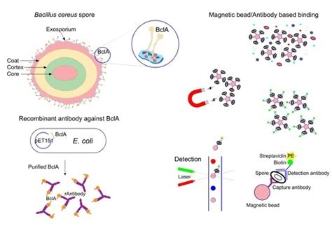 What kills Bacillus cereus?