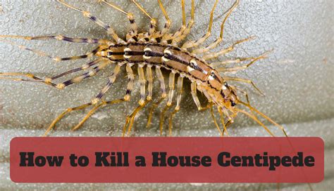 What kills a centipede?