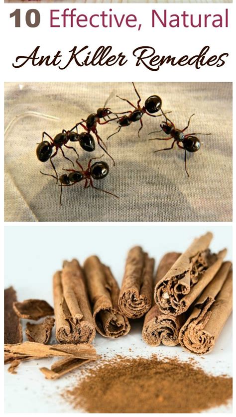 What kills ants naturally?