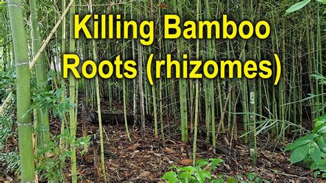 What kills bamboo permanently?