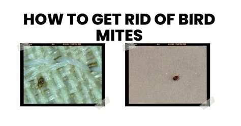 What kills biting mites instantly?