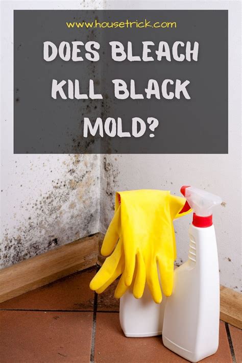 What kills black mold permanently?