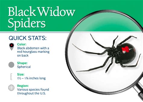What kills black widow?