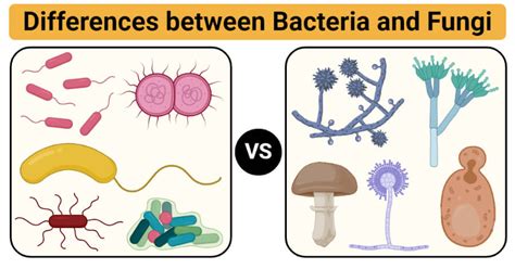 What kills both bacteria and fungi?