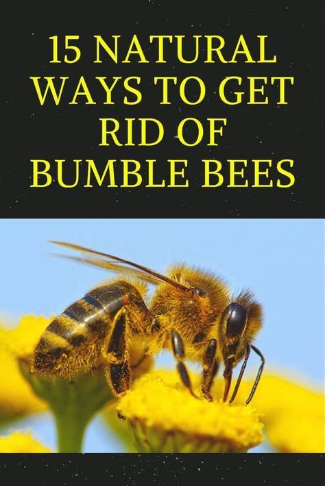 What kills bumblebees?