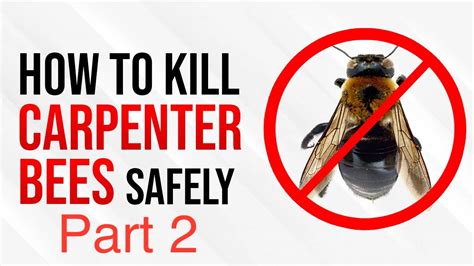 What kills carpenter bees?