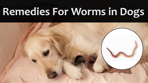 What kills dog worms in grass?