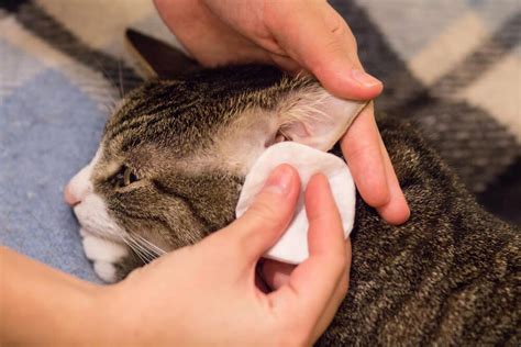 What kills ear mites in cats fast?