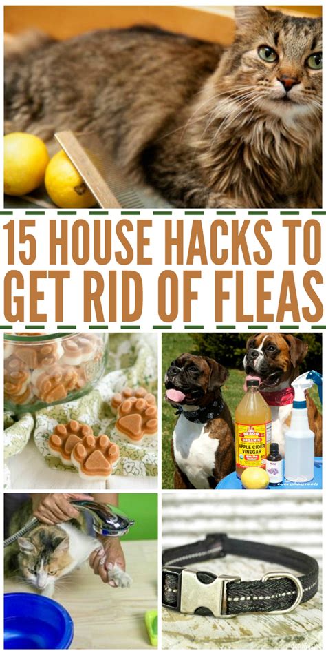 What kills fleas but is safe for cats?