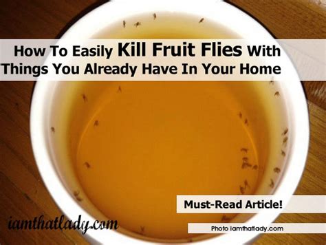 What kills fruit flies?