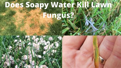 What kills fungus in water?