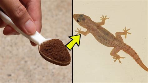 What kills geckos?