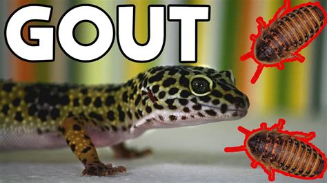 What kills leopard geckos?