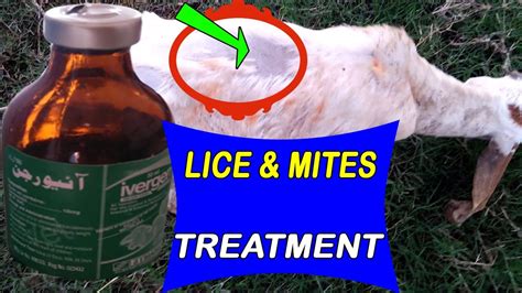 What kills lice on pigs?