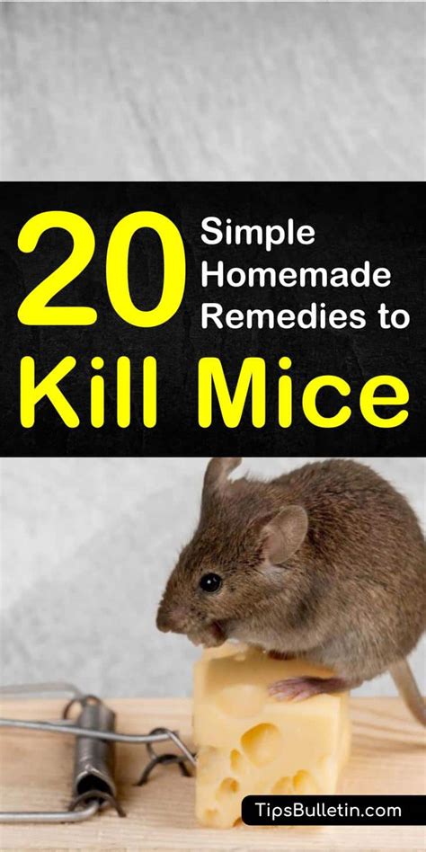 What kills mice the most?