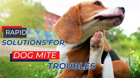 What kills mites on dogs instantly?