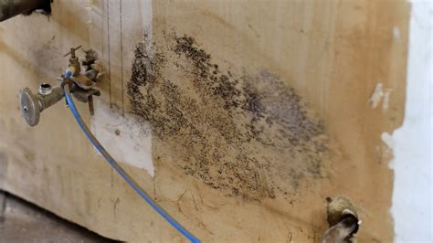 What kills mold after a flood?